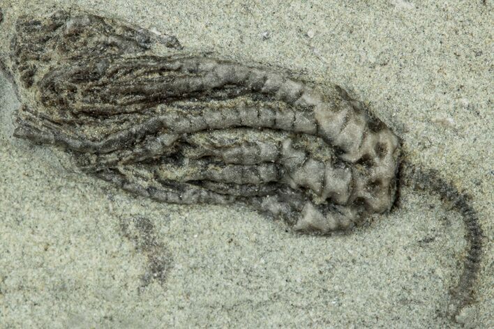 Fossil Crinoid (Pachylocrinus) - Crawfordsville, Indiana #325638